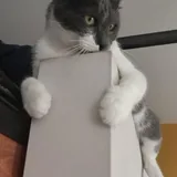 Кот Тихомир ищет стабильный дом 2