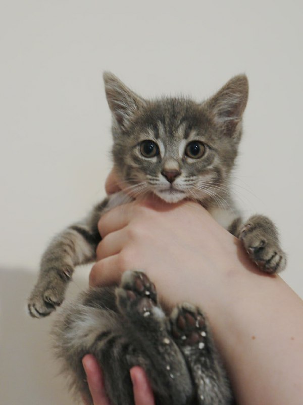 Котёнок девочка Флоу ищет дом и семью 2