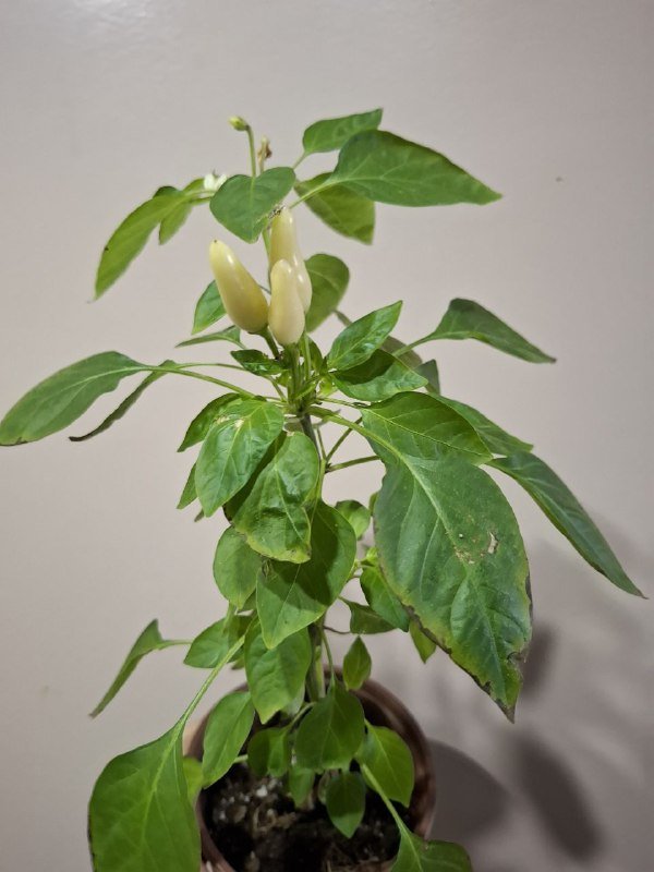 Аспарагус, рафидофора монстера, перец, хлорофитум, суккуленты, папоротник, мини монстера 4