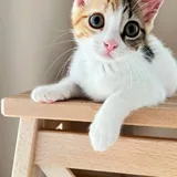 Котёнок Крошка 2