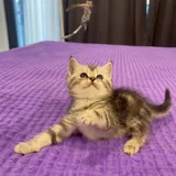 Шотландские котята 5