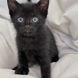 Котята 5