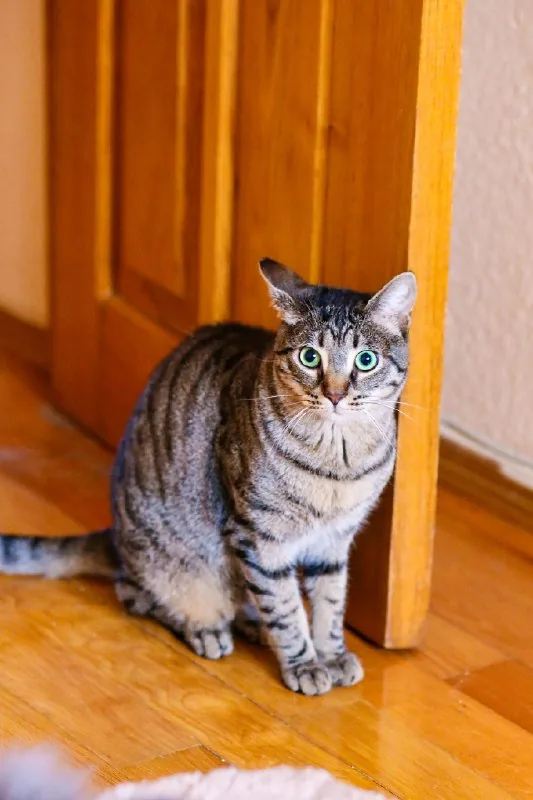 Котик Тео 1