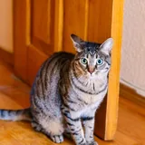Котик Тео 1
