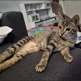 Кошечка Ирина, 5,5 месяцев 2