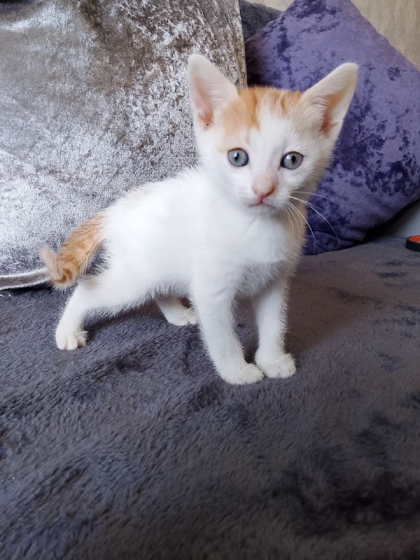 Kittens Mira, Benya, and Luchik for adoption 4