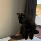 Черные котята 4