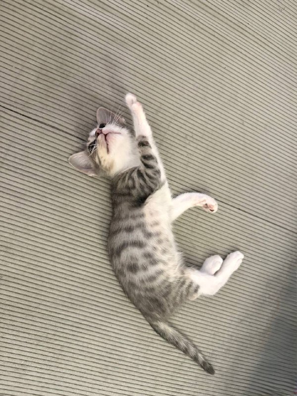 Котенок мальчик, приучен к лотку 2