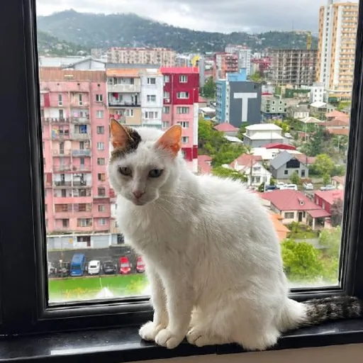 Кошка Луми
