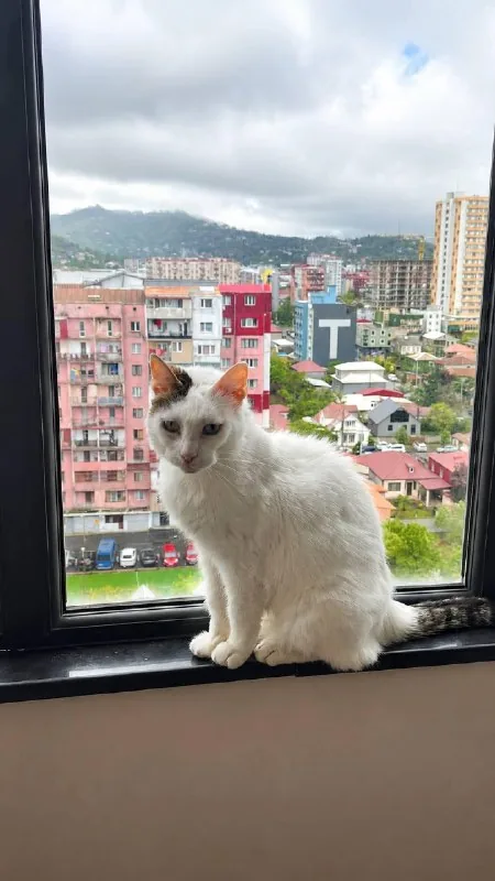 Кошка Луми 1