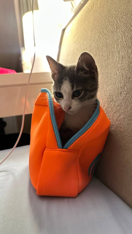 Котёнок девочка 2-3 месяца бесплатно