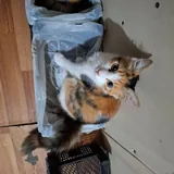 Котята в добрые руки 4