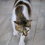 Кошечка Лапка 4