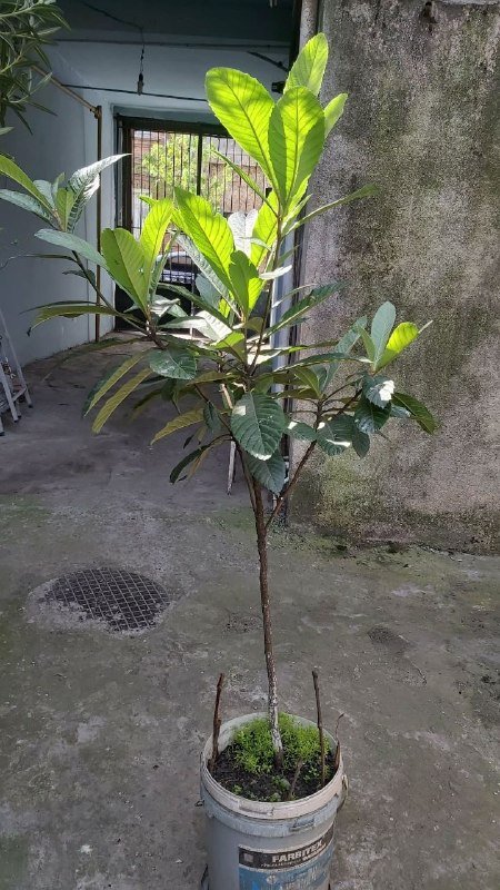 Мушмула дерево