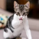 Аскольд и Сириус, котята 3