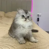 Шотландский вислоухий котенок 2