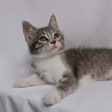 Котёнок Эрика 3