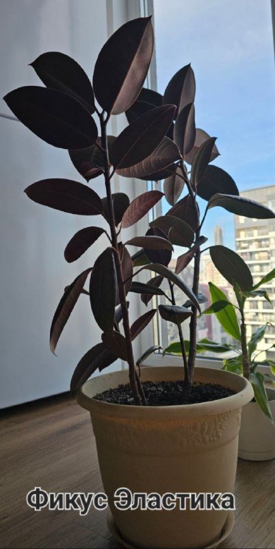 Фикус эластика, Драцена, Денежное дерево Толстянка 2