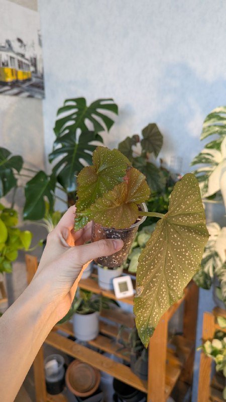 Сингониум, эпипремнум, бегония 4