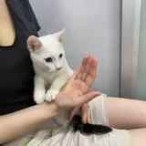 Котёнок Шмупсик 2
