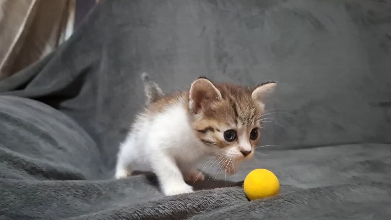 Полосатый котик и бело-полосатая кошечка 3