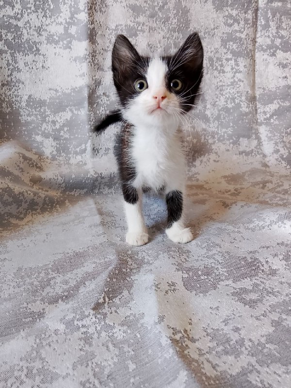 Котята черно-белые для дома, сестрёнки Марси и Леди 6