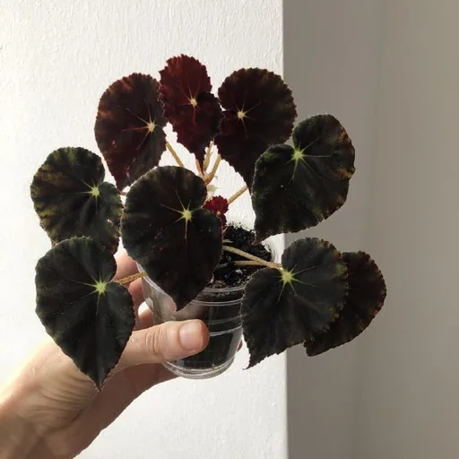 Бегония Mazae Nigricans