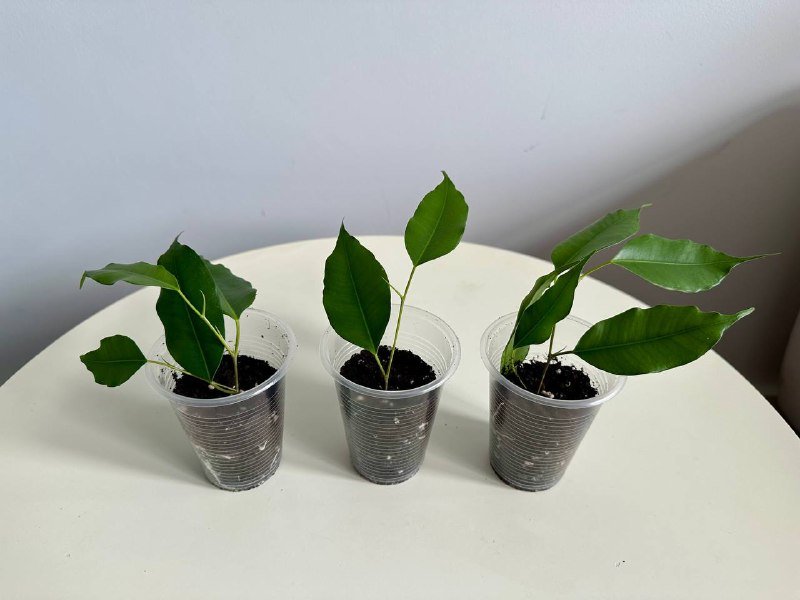 Черенки фикусов укоренённые 3