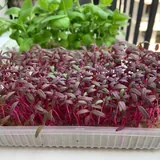 Микрозелень 1