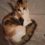 Котята в добрые руки 6