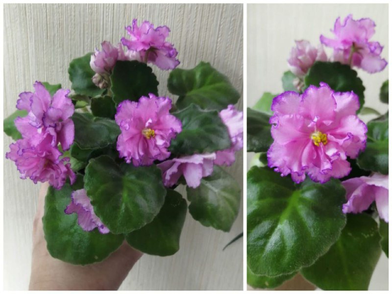 Глоксиния, жиросжигатель, L-карнитин, ВСАА, креатин, морской коллаген, ыотиния 8