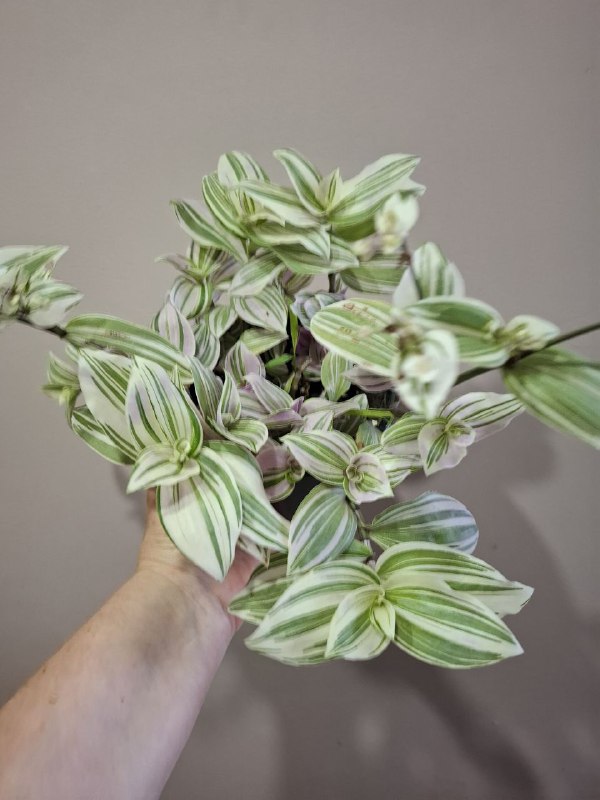 Фикусы, клеродендрум, папоротник, бегония, колеус, традесканция, марана с горшком 8