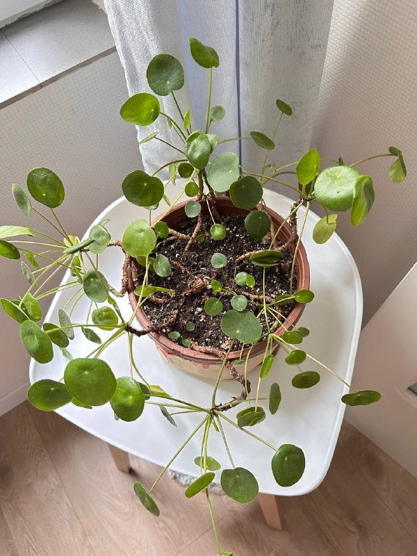 Пилея и Маранта комнатные цветы 3