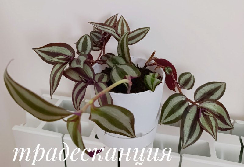 Суккуленты, Красула, Декабрист, Традесканция, Пеларгония 7