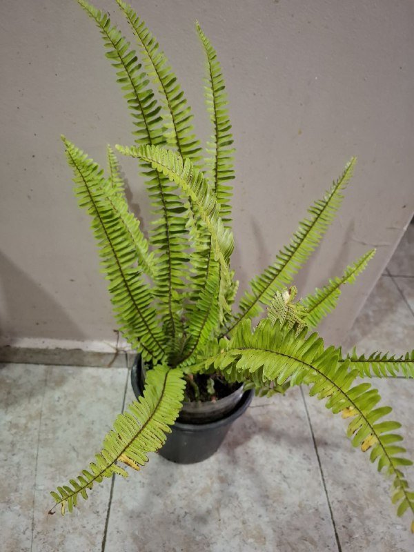 Монстера, Хлорофитум, Перец, Папоротники, Суккуленты, Фикус, Строманта, Эуфорбия 3