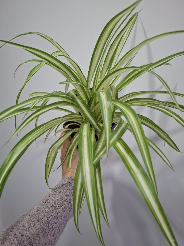 Хлорофитумы, Строманта, Синогониум, Бегония, Калатея, Суккуленты