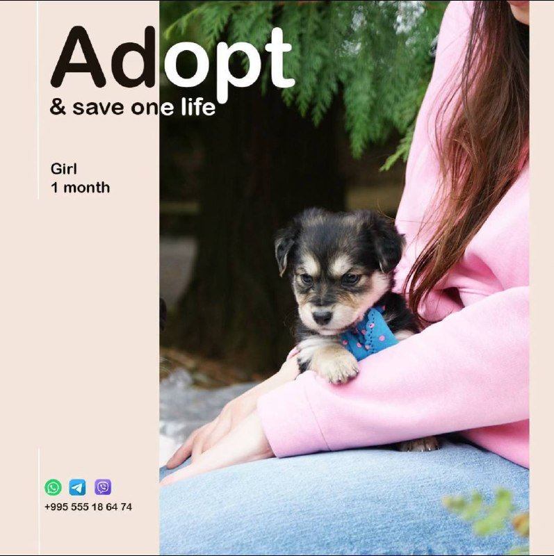 Щенки для подарка дома