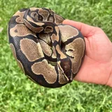 Royal python 2