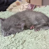 Котята Пухля, Богатырь и Пузырик 1