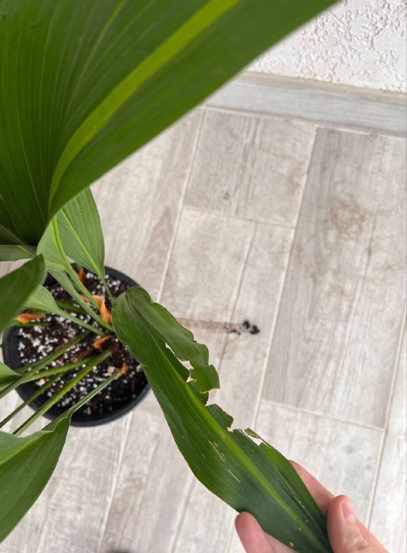 Аспидистра комнатное растение, Кашпо Jysk диаметр 24см 5