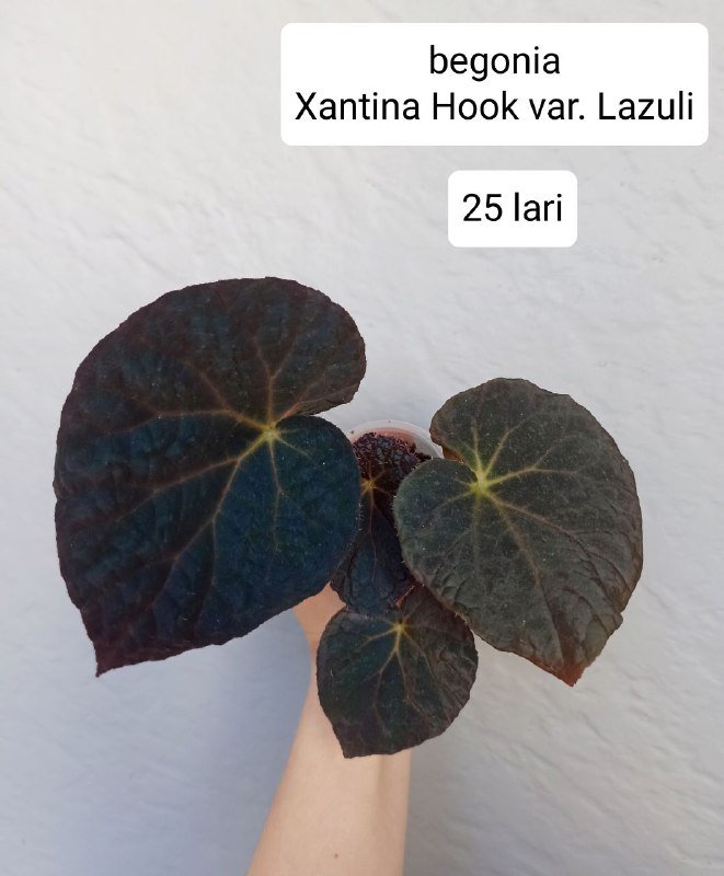 Бегонии, хойи 5