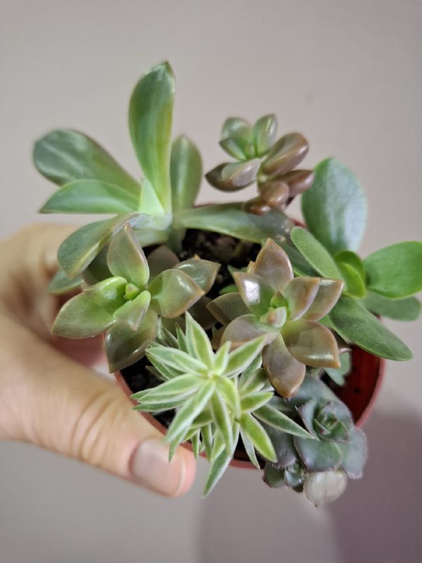 Суккуленты, перец огонек, сингониумы, монстера, рафидофора минима 9