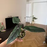 Комнатные растения алоказии 2