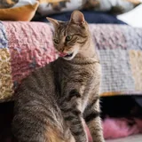 Кошка Альма ищет дом 3