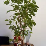 Фикус Бенджамина 1