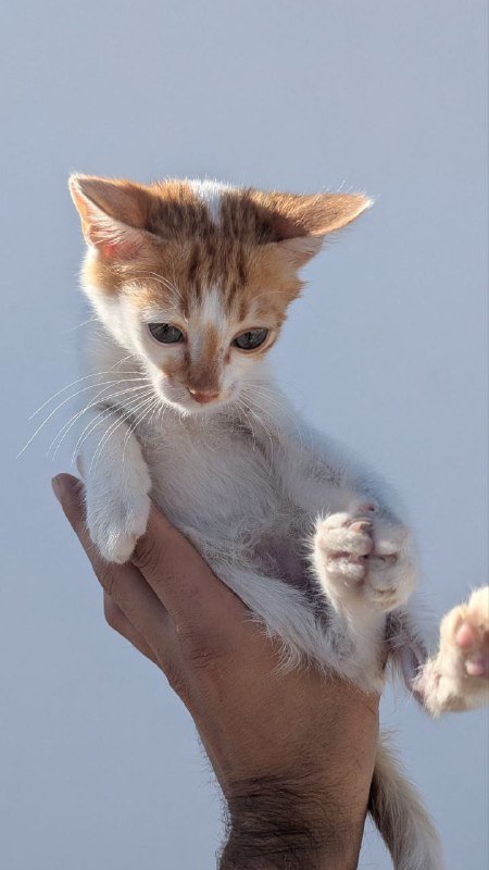 Котенка отдаю в добрые руки 1