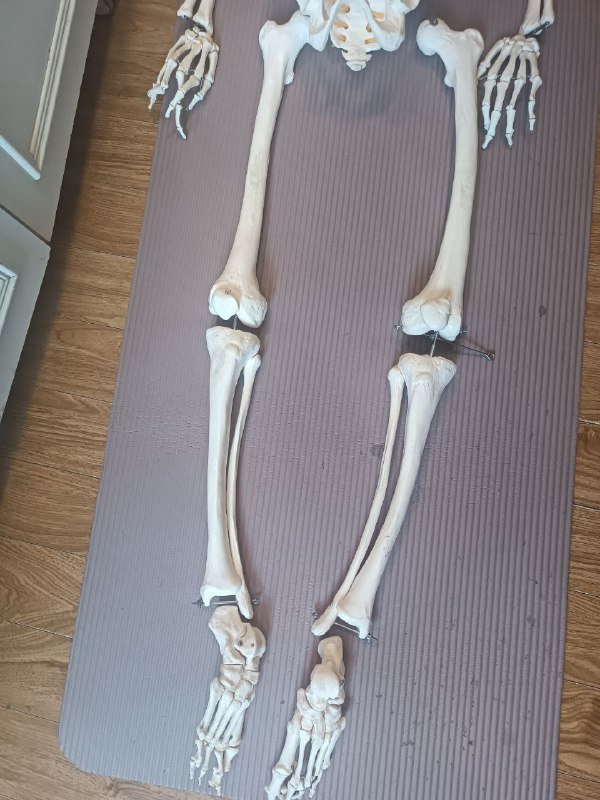 Анатомический скелет человека 170 см 10