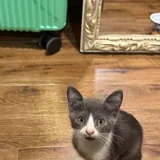 Котенок 3