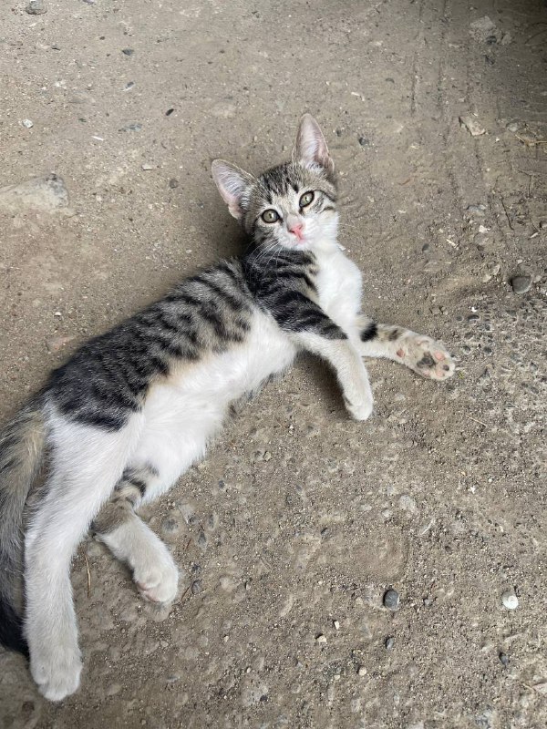 Котёнок около 2,5 месяцев ищет дом 2