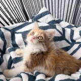 Морошка, котёнок 8